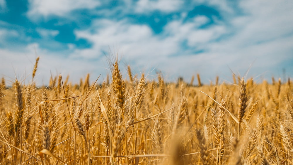 wheat is a common source of food allergies